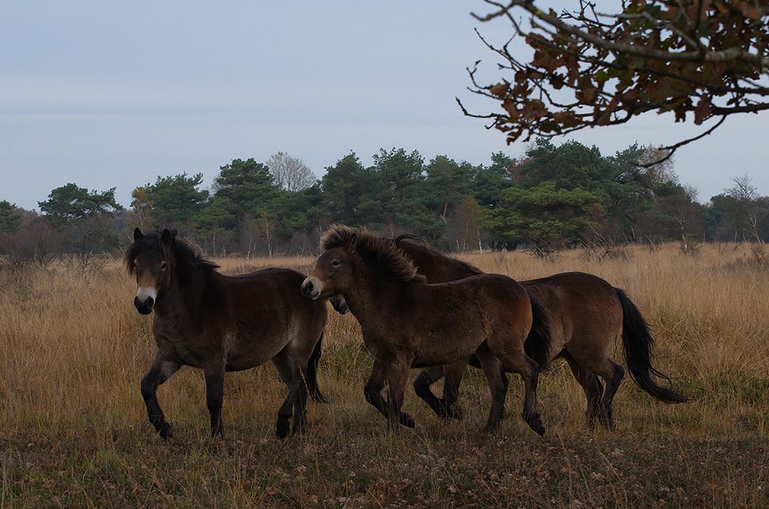 02 1100 Carrousel foto-005